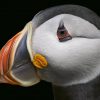 COFFEE TABLE BOOK | TIM FLACH – VOGELS Birds by Tim Flachp132-33_Atlantic Puffin